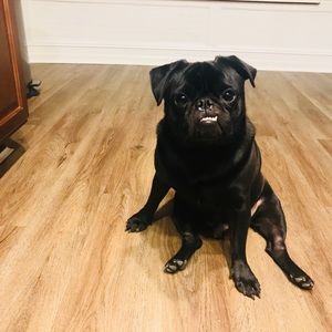 Meet your Posher, Angelica